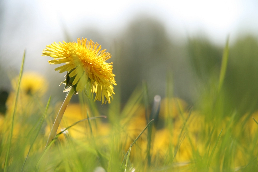 Close-up of a yellow dandelion flower in a grassy field