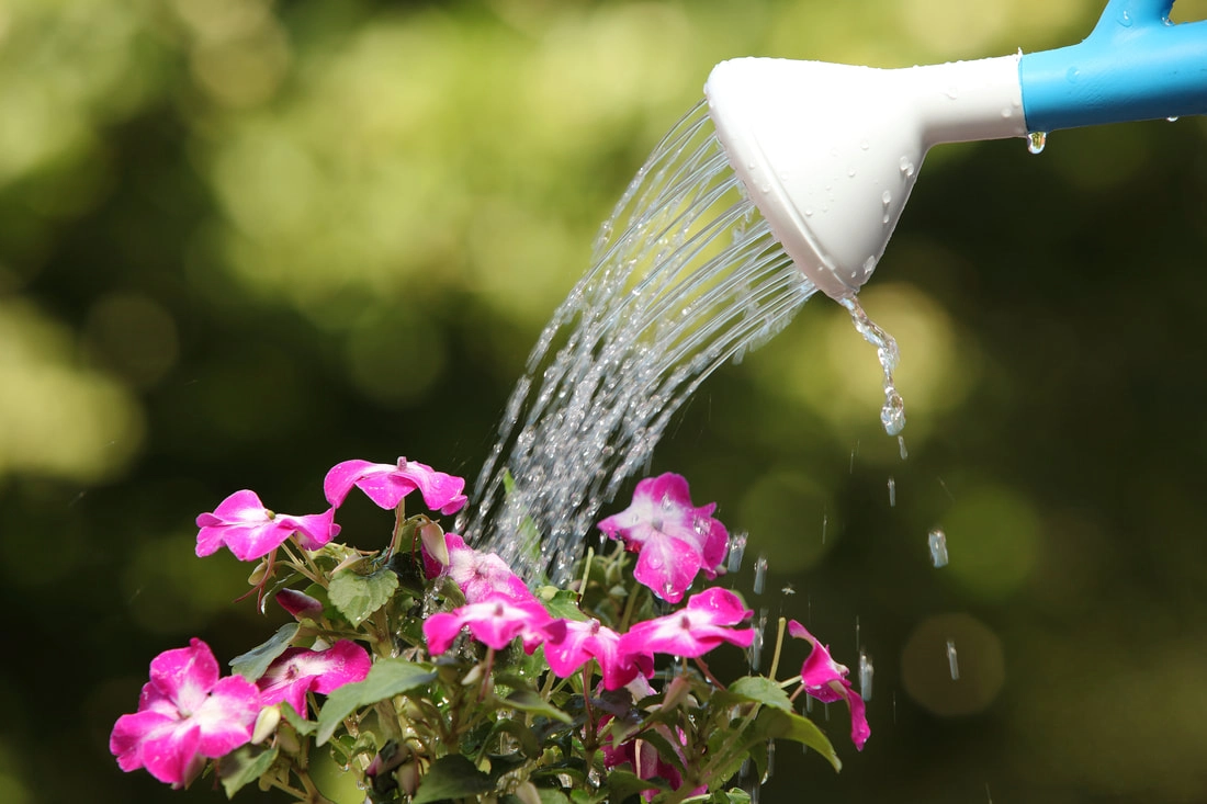 Watering can pouring water over pink flowers in sunlight, symbolizing growth and care