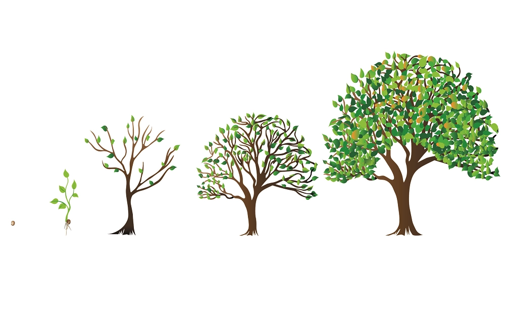 Illustration showing the growth stages of a tree from seedling to a fully grown tree with green leaves