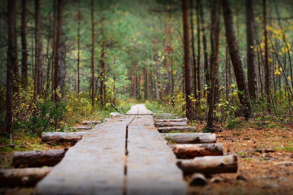 Wooden path leading through a peaceful forest surrounded by tall trees and greenery