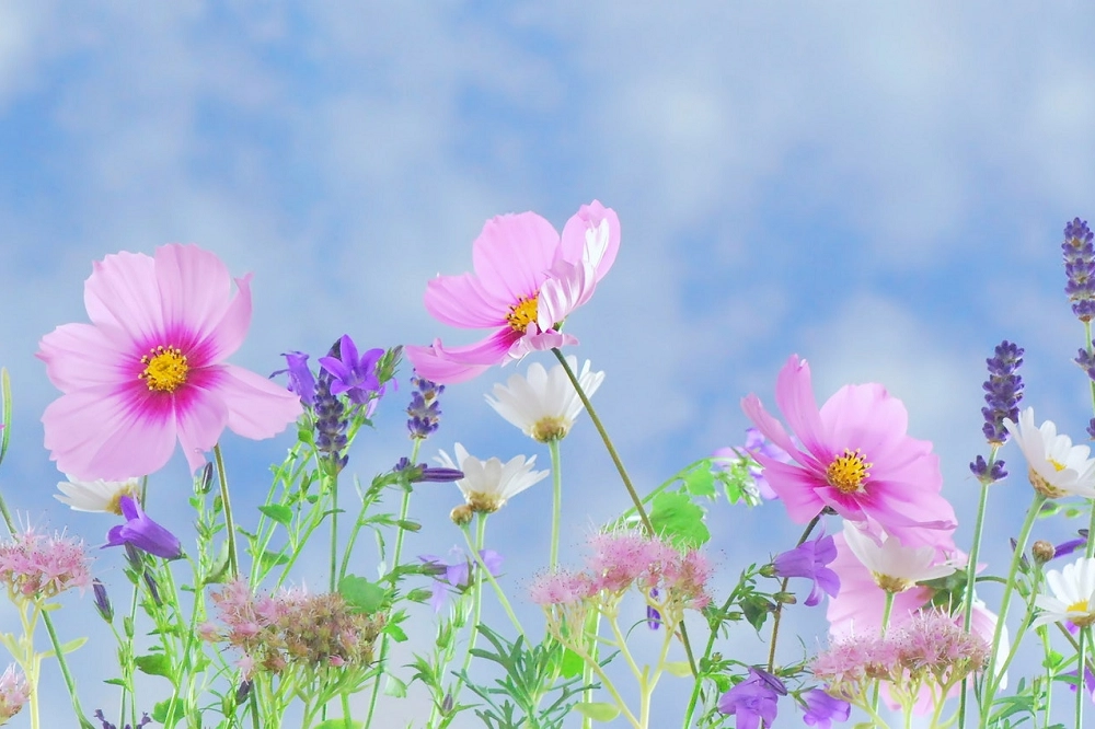 Colorful wildflowers with pink, white, and purple petals blooming under a bright blue sky